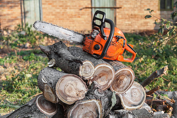 Best Stump Grinding Near Me  in Boyceville, WI